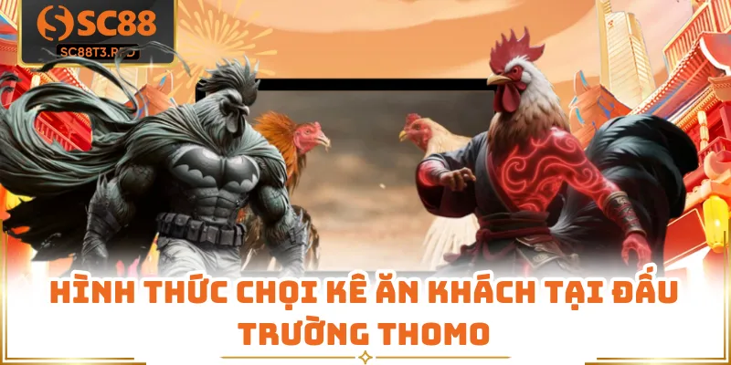 Hình thức chọi kê ăn khách tại đấu trường Thomo